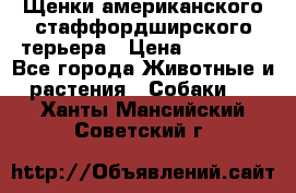 Щенки американского стаффордширского терьера › Цена ­ 20 000 - Все города Животные и растения » Собаки   . Ханты-Мансийский,Советский г.
